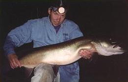 Fall 2001 John Dettloff 34# Class - Released!