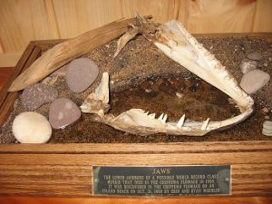 Huge Skeletal Muskie Jaw Found