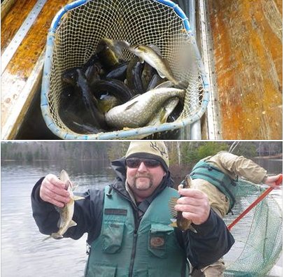 Flowage Walleye Growth Study