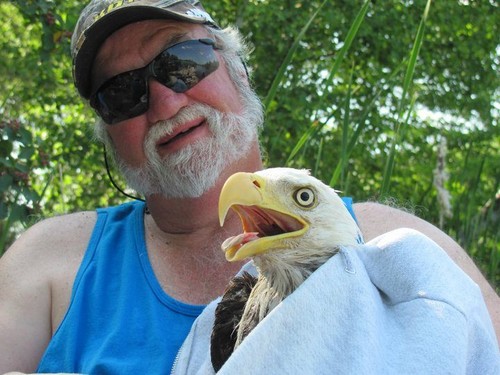 The Bald Eagle