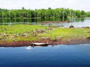 Floating Bog