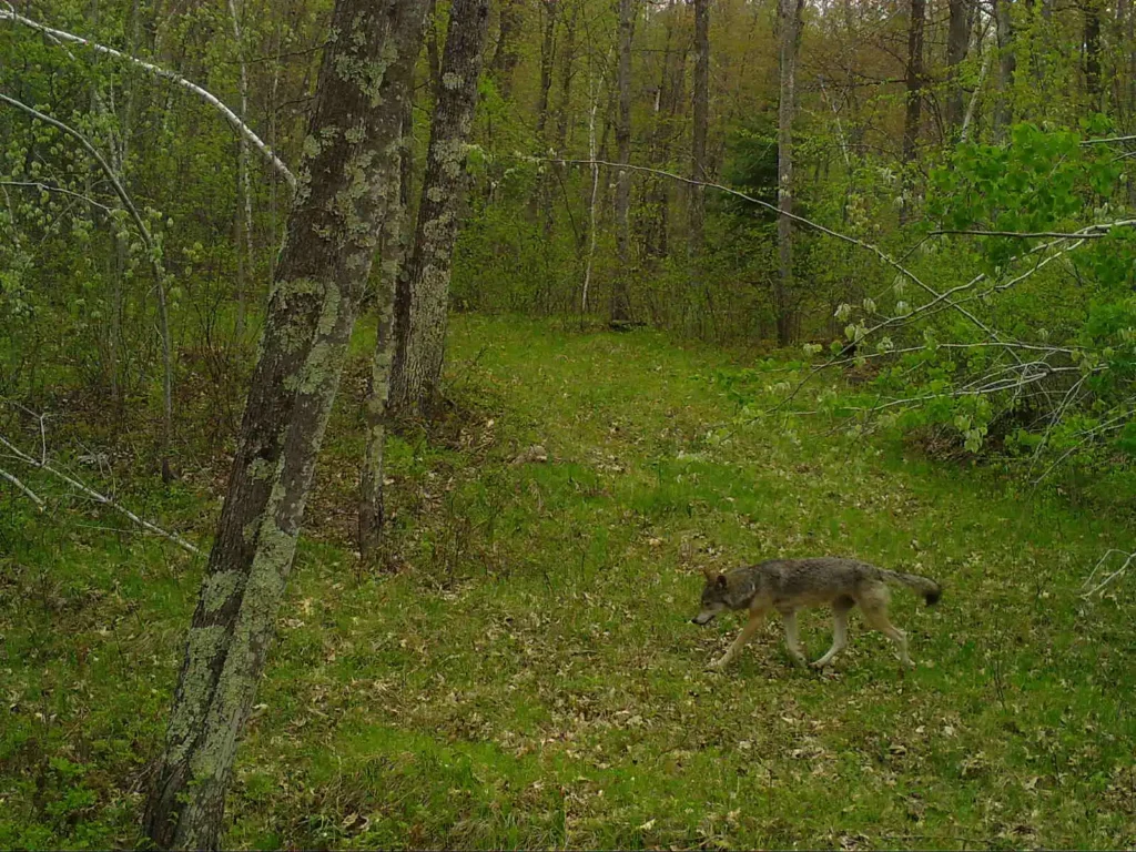 Trail Cam Images Coyote 2023