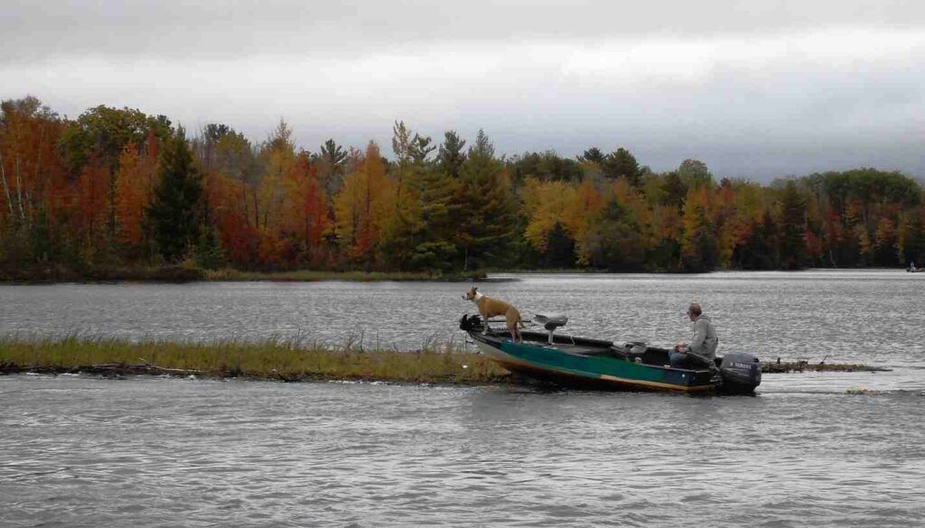 Moving a Small Bog – With a Dog!