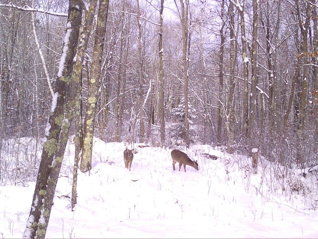 Trail Cam Images