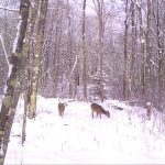 Trail Camera Images