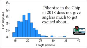 Pike size in the Chip in 2018 does not give anglers much to get excited about... 